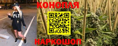 сатива Кингисепп